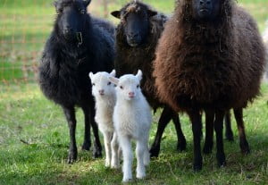 Paskahousu säännöt viihdyttämään hiljaista iltaa motellissa